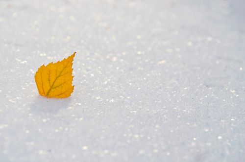 Yellow Leaf On The Snow