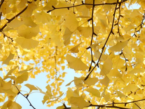 yellow leaves autumn gingko tree