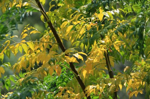 Yellow Leaves