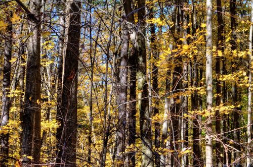 Yellow Leaves