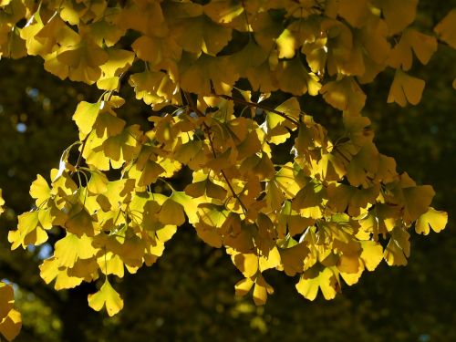 yellow leaves gingko tree maidenhair tree