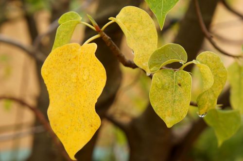 yellow leaves wet rain natural