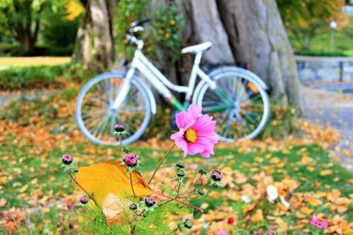 yellow leaves autumn collapse