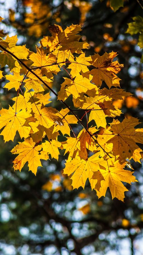 yellow leaves autumn autumn gold