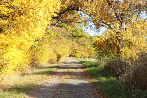 yellow leaves  autumn  gravel road