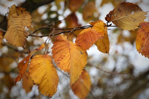 yellow leaves  autumn  season