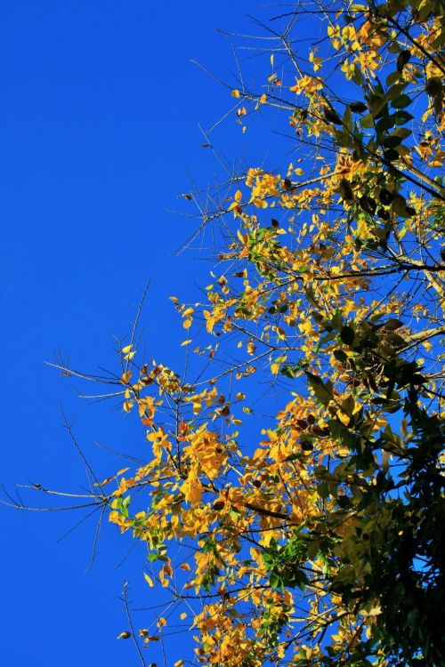 Yellow Leaves Against Blue Sky