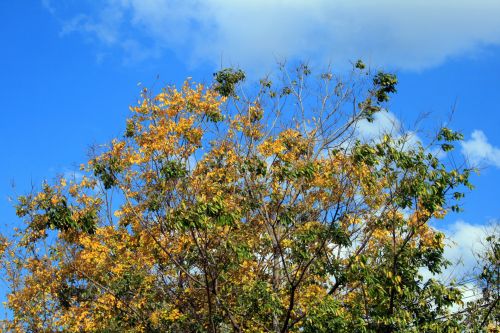 Yellow Leaves Against The Sky