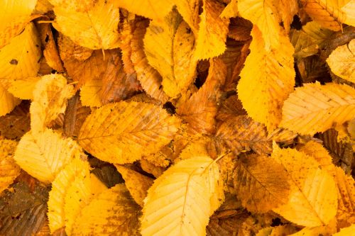 Yellow Leaves Background