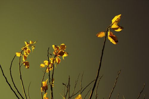 Yellow Leaves In Eerie Light