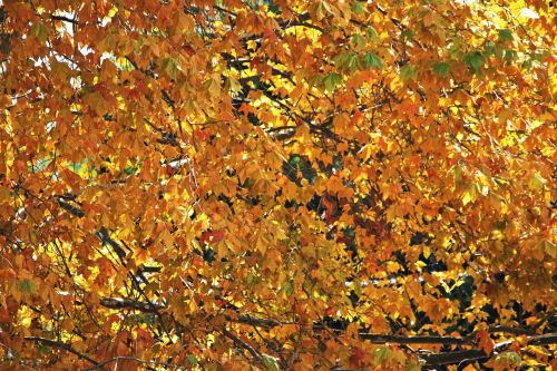 Yellow Leaves On Tree In Autumn