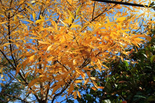 Yellow Leaves On Tree