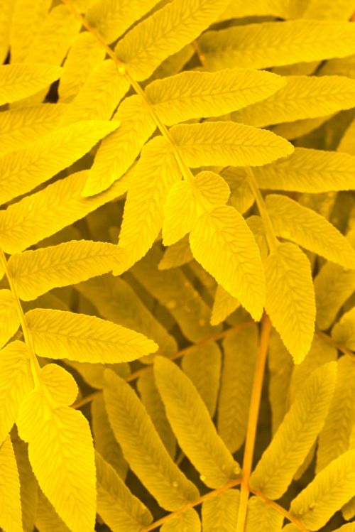 Yellow Leaves Pattern