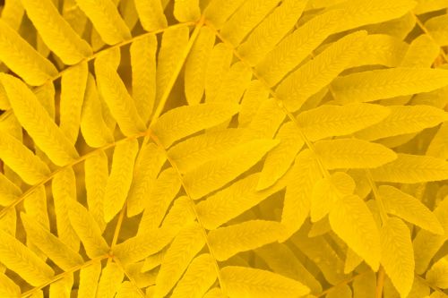 Yellow Leaves Pattern