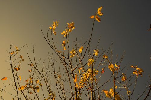Yellow Leaves With Eerie Grey Sky