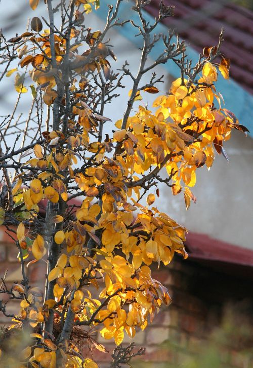 Yellow Leaves With Light
