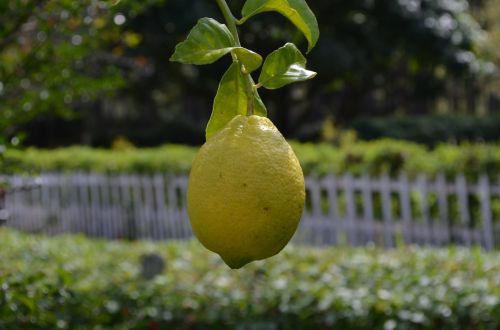 Yellow Lemon