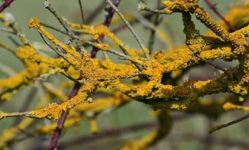 yellow lichen weave laubflechte