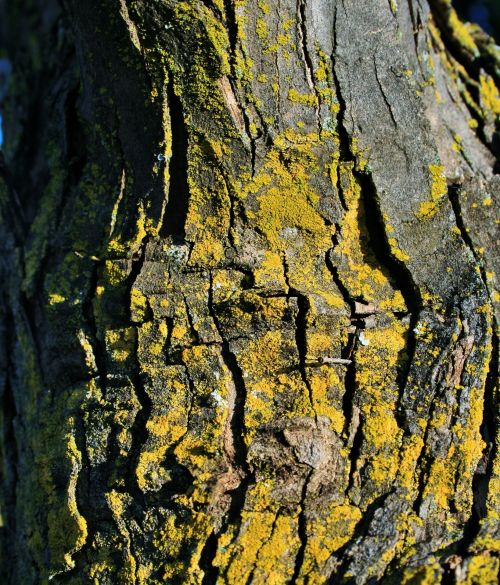 Yellow Lichen On Bark