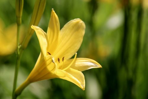 yellow lilies lily family yellow