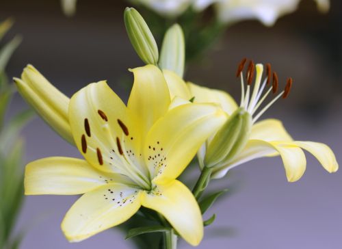 Yellow Lily