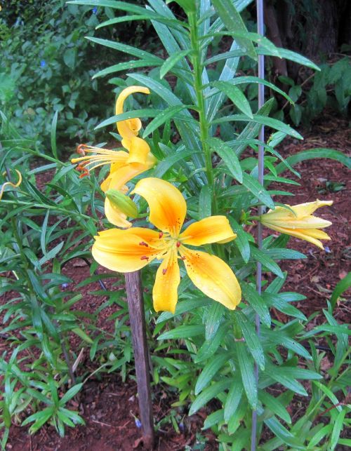 Yellow Lily