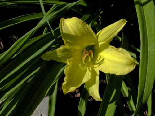 Yellow Lily