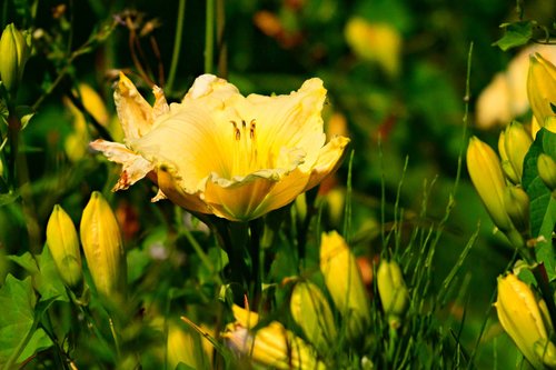 yellow lily  flower  plant