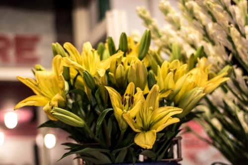 yellow lily flower yellow