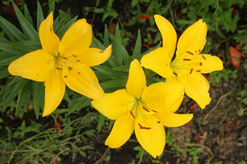 Yellow Lily Flowers