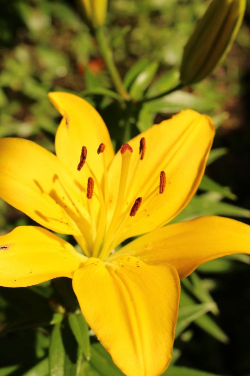 Yellow Lily Flowers