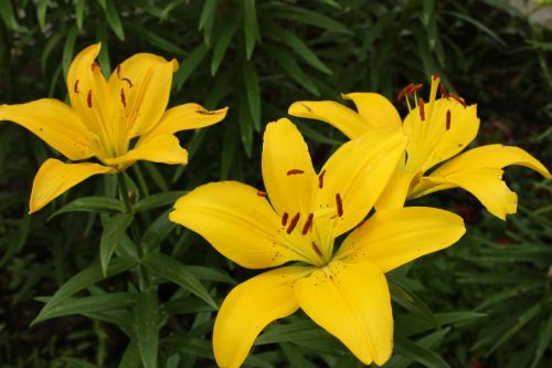 Yellow Lily Flowers