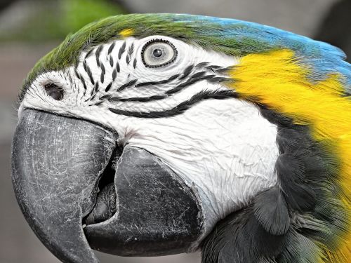 yellow macaw ara bird