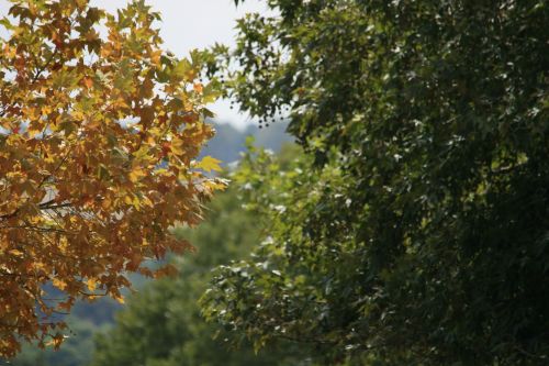 Yellow Maple And Green Trees