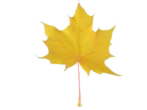 Yellow Maple Leaf