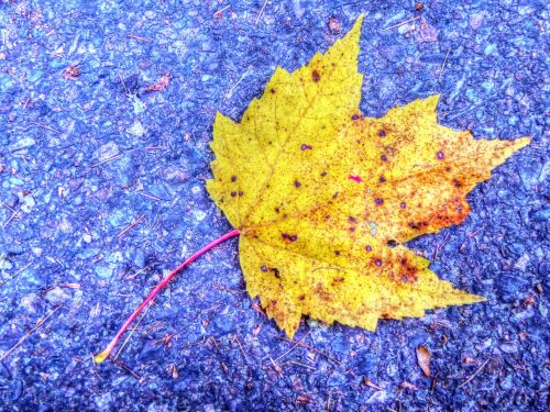 Yellow Maple Leaf