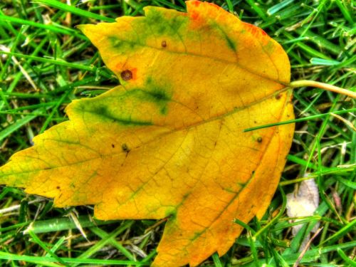 Yellow Maple Leaf