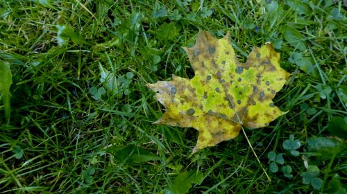 Yellow Maple Leaf