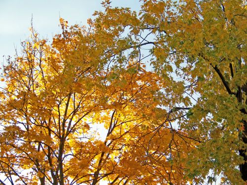 Yellow Maple Leaves