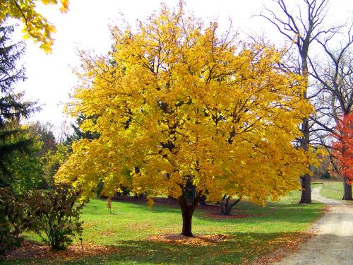 Yellow Maple Tree