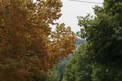 Yellow Maple Tree, Contrasting