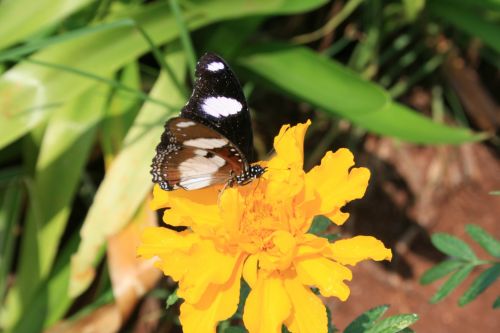 Yellow Marigold Flower &amp; Butterfly