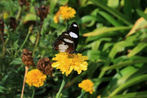 Yellow Marigolds &amp; Butterfly