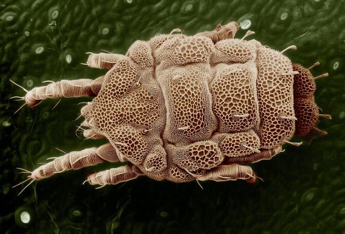 yellow mite macro lorryia formosa