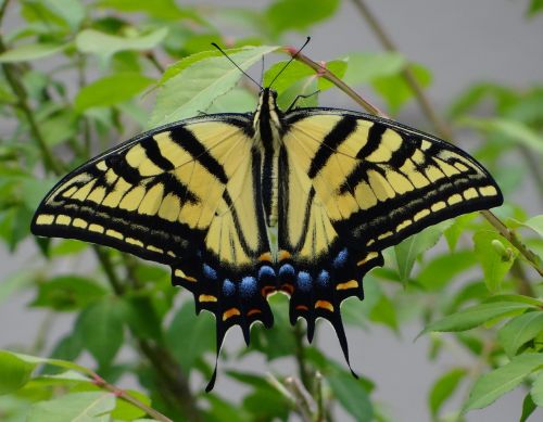yellow monarch butterfly monarch