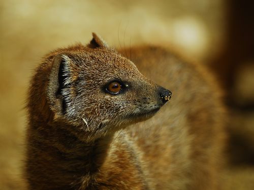 yellow mongoose animal mammal