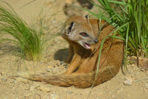 yellow mongoose cynictis penicillata africa