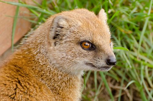 Yellow Mongoose - Animals