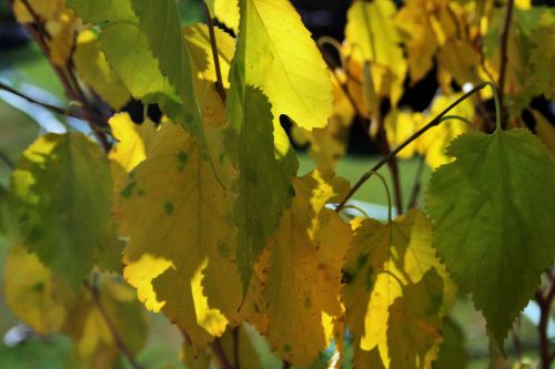 Yellow Mulberry Leaves