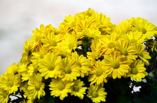 Yellow Mums